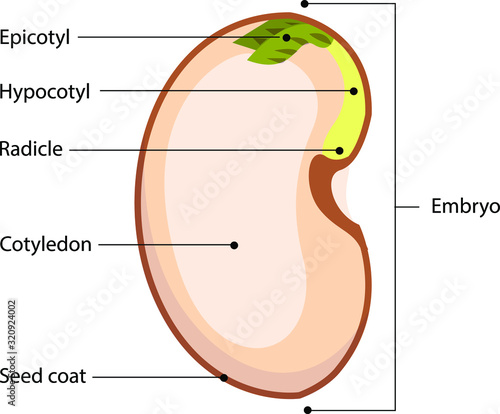 Vector illustration of a schematic presentation of a seed. Detailed seed anatomy diagram with labeled parts.