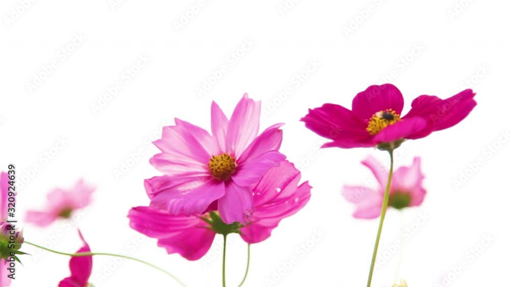 The brightness of the cosmos flower is blooming in the garden. The brightness of the cosmos flower is blooming in the garden.