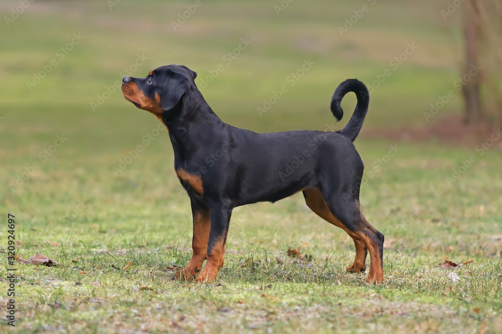 Cute black and tan Rottweiler puppy posing outdoors standing on a green grass in autumn Cute black and tan Rottweiler puppy posing outdoors standing on a green grass in autumn