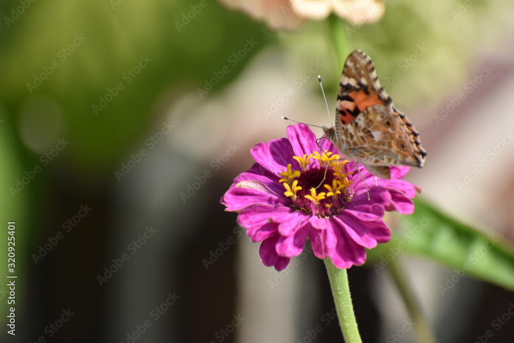 Pink Zinnia flower closeup blooming with a butterfly in a Berlin park Germany Pink Zinnia flower closeup blooming with a butterfly in a Berlin park Germany