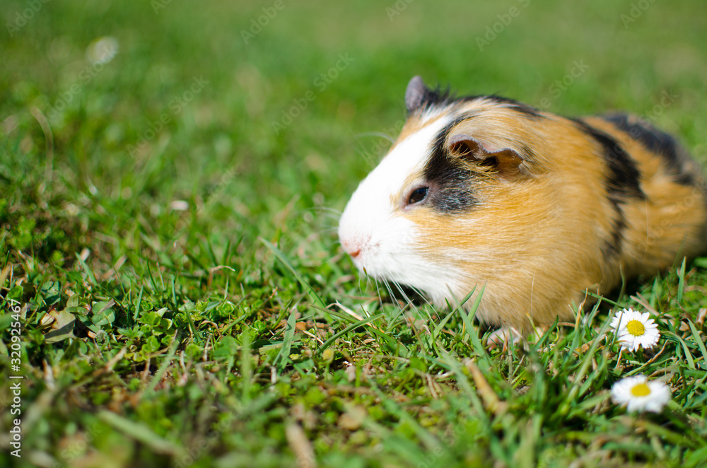 Grazing guinea pig on grass on a beautiful sunny spring day Grazing guinea pig on grass on a beautiful sunny spring day