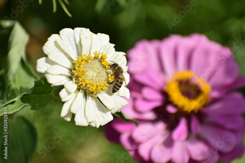 White colored ZInnia haagaena flower closeup blooming with a bee in a Berlin park Germany