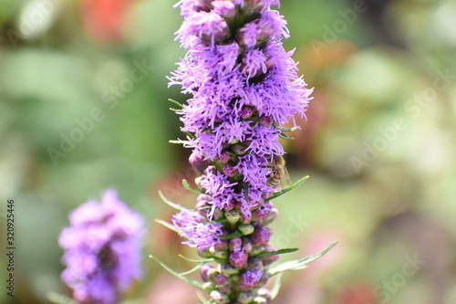 Purple liatris spicata dense blazing star blooming in a Berlin Park Germany