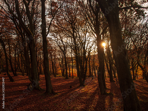 Forest in autumn sunlight © James