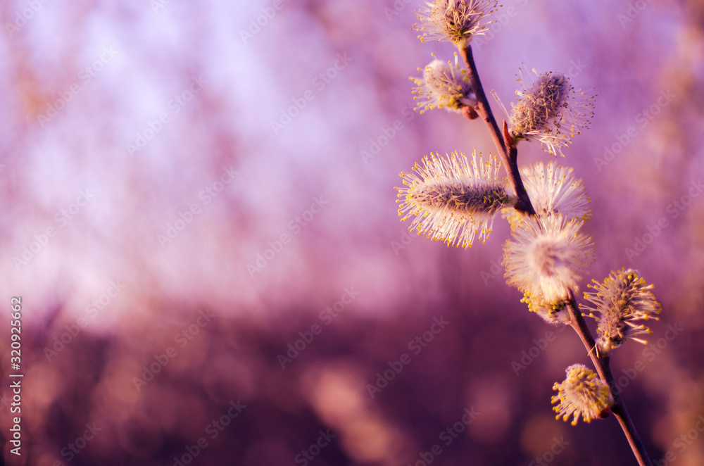 willow branch in the spring for holidays or with leaves willow branch in the spring for holidays or with leaves