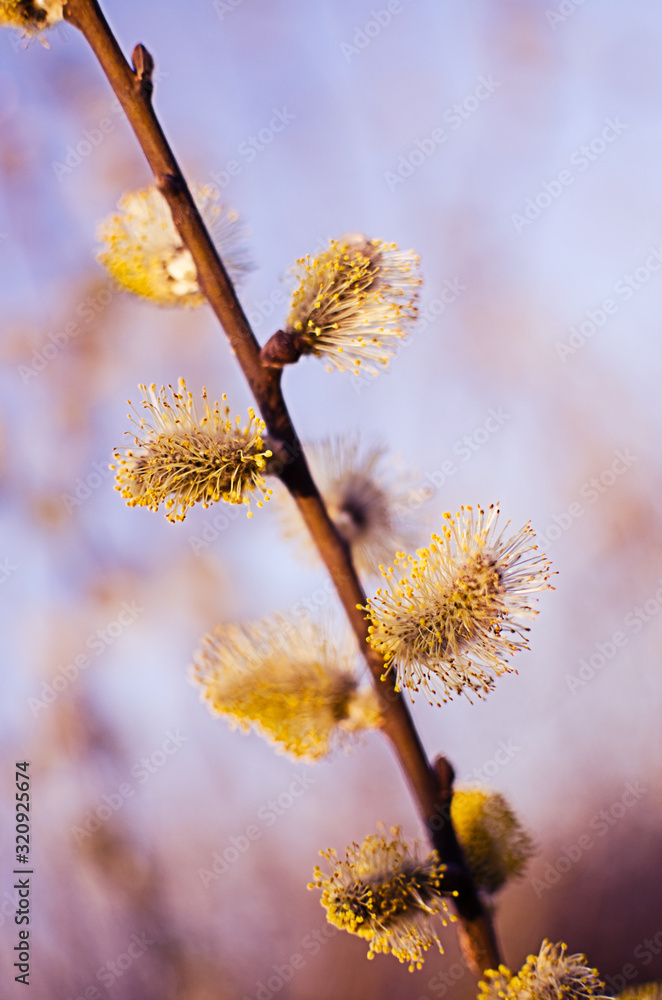 willow branch in the spring for holidays or with leaves willow branch in the spring for holidays or with leaves