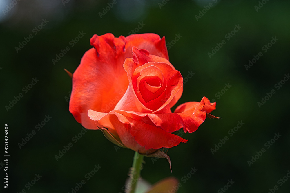Flowers, plants, colours, nature, beauty Flowers, plants, colours, nature, beauty