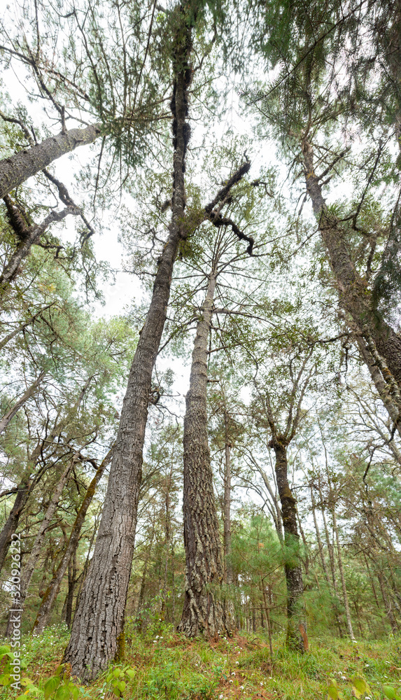 Obraz premium campamento en el terrero