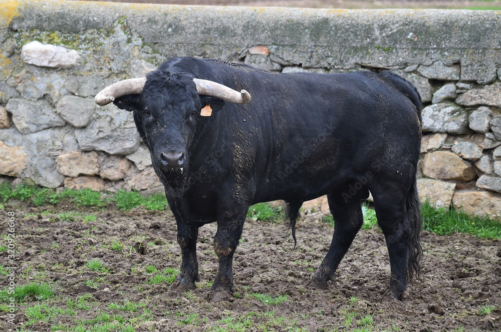 toro negro español en el campo toro negro español en el campo