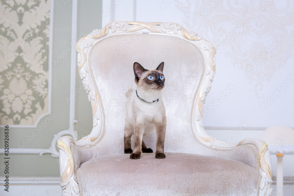 Mekong bobtail adult cat female. Beautiful breed cat Mekongsky Bobtail. pet cat without tail sitting on chic armchair. retro baroque chair in a royal French interior. cat sitting on antique chair - obrazy, fototapety, plakaty 