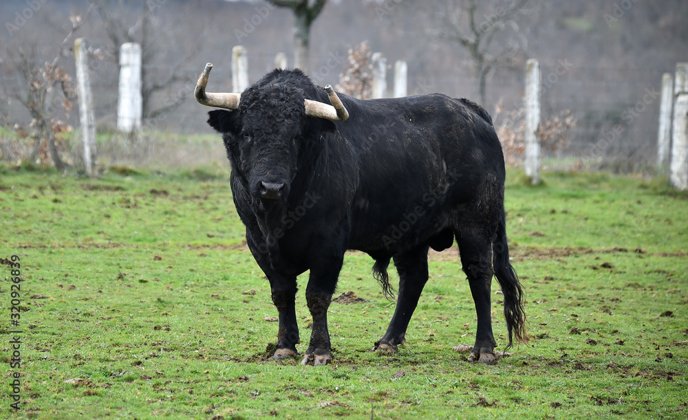 toro español con grandes cuernos toro español con grandes cuernos