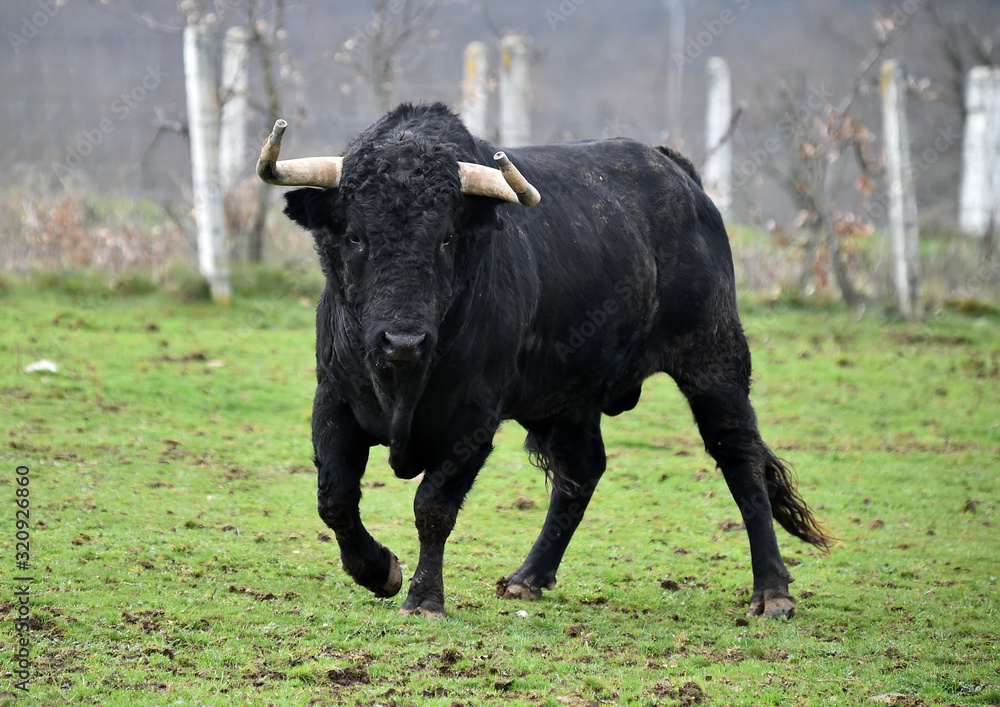 toro español en una ganaderia de ganado bravo en españa