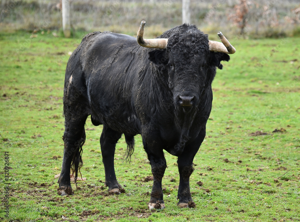 toro negro español en el campo toro negro español en el campo