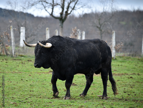 toro negro español en el campo