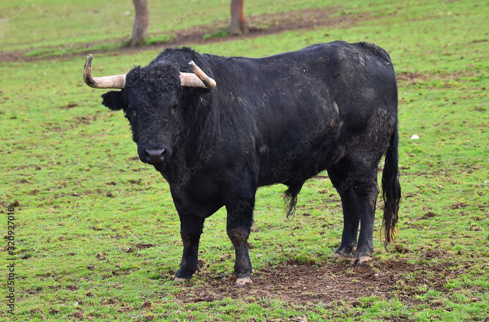 toro negro español en el campo toro negro español en el campo