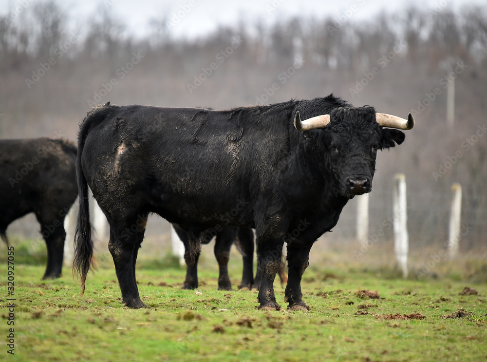 toro negro en una ganaderia española