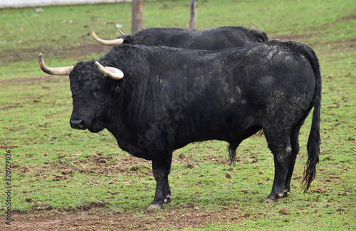 toro negro español en el campo