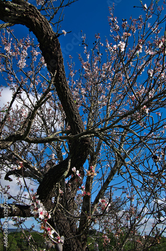 Wallpaper Mural Almond Tree blossom in Algarve, Portugal Torontodigital.ca