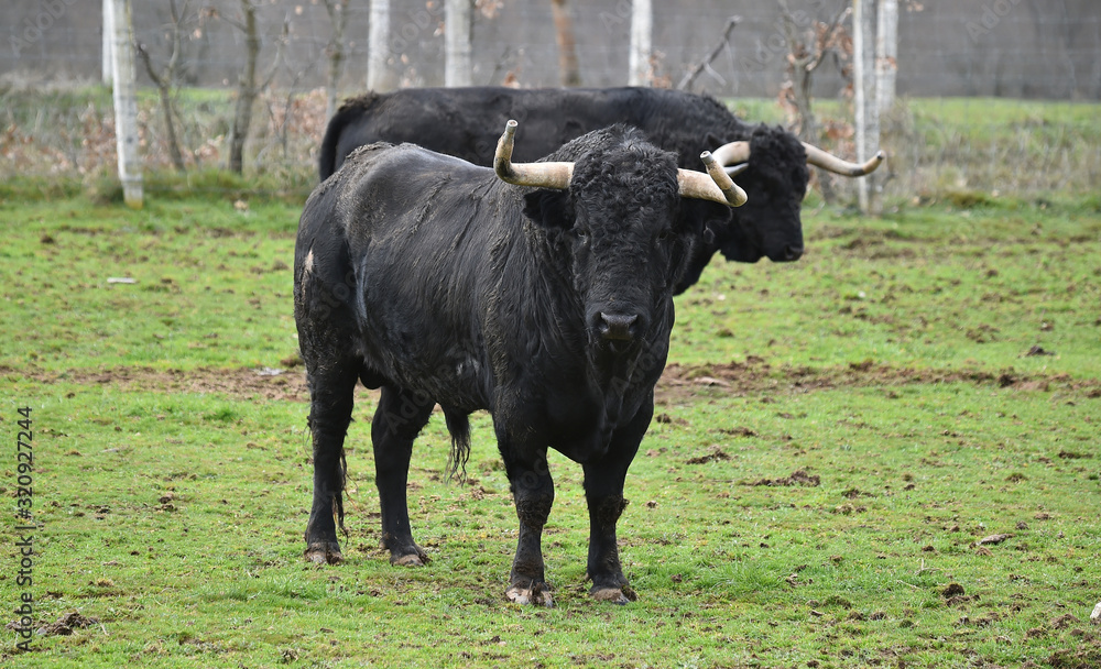 toro español con grandes cuernos toro español con grandes cuernos