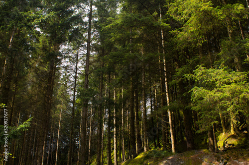 Canvas Print Deep in the forest