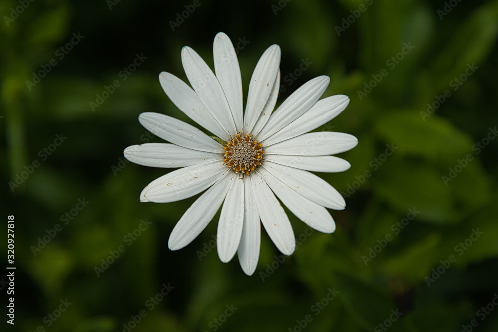 Flowers, plants, colours, nature, beauty 