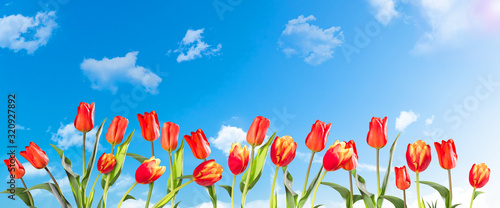 Spring banner, tulips on background of blue sky