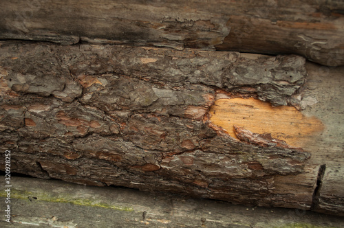 old pine bark with torn bark