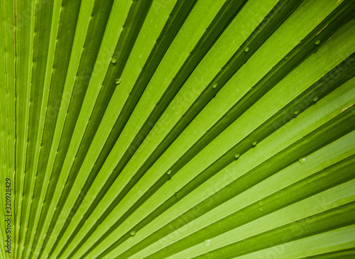 Large green palm leaf with drops of water  close-up  background or wallpaper