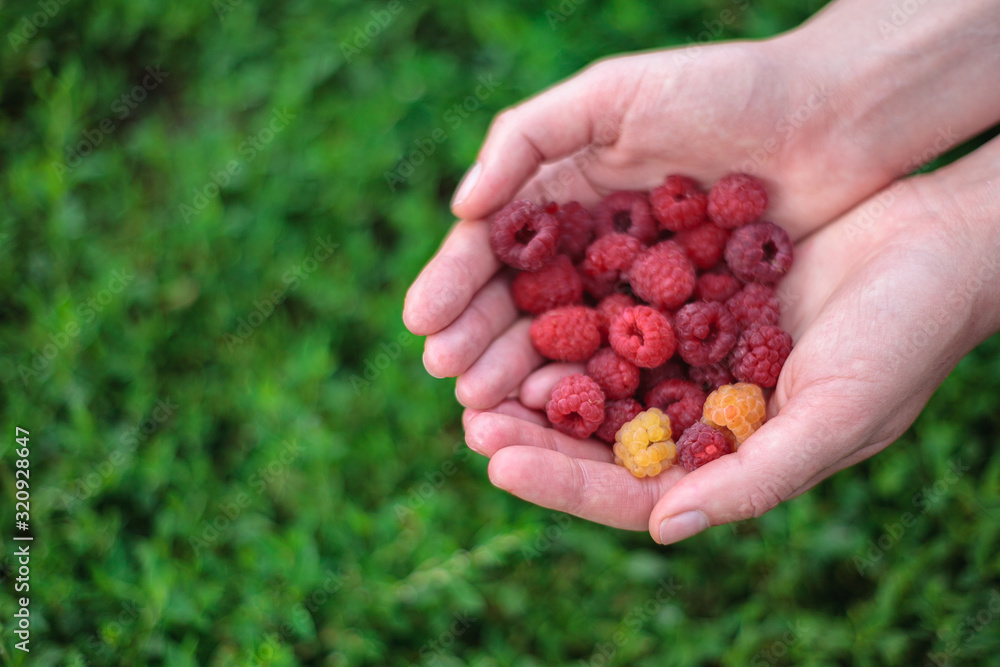 ripe juicy organic raspberry berries close-up, harvesting of agricultural raspberry plant, manual berry picking, garden worker ripe juicy organic raspberry berries close-up, harvesting of agricultural raspberry plant, manual berry picking, garden worker