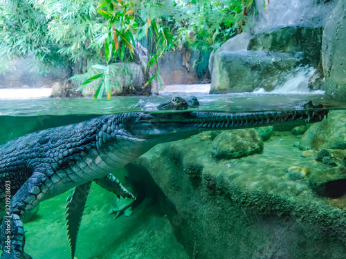 Underwater photo of green crocodile with green eyes. His head is above water and his body is under water.