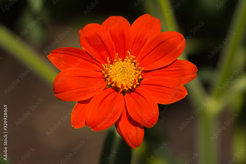 Flowers, plants, colours, nature, beauty Flowers, plants, colours, nature, beauty