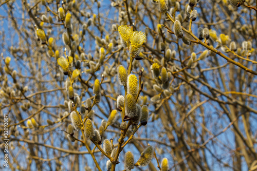 branch blooming willow close up against the blue sky on a sunny spring day, willows, also called sallows and osiers, form the genus salix photo