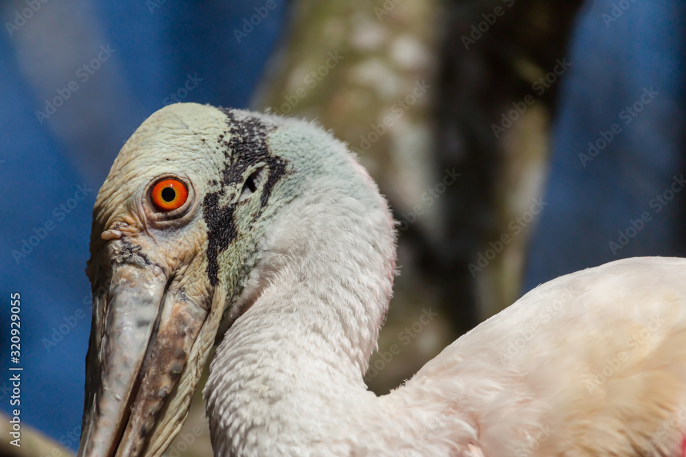 Obraz premium rosette spoonbill close up of head with red eye blue sky and tree in background