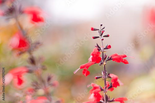 standing cypress flower with beautiful bokeh with beautiful shades of browns, red, purples, yellows, and oranges