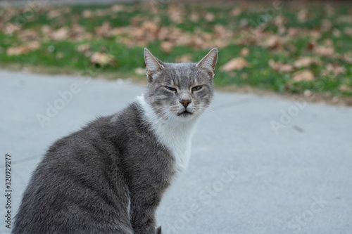 The cat is looking at the camera while walking on the pavement. It has white and gray patterns.