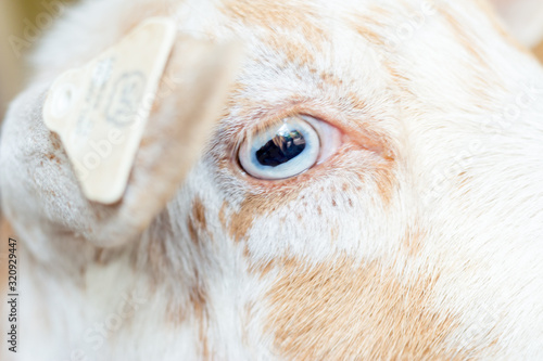 cgorgeous goat eye closeup on a beautiful white and brown goat