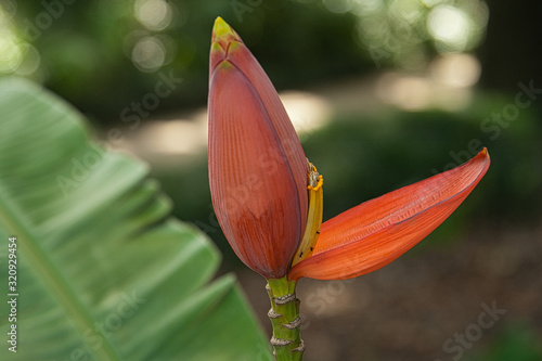 Flowers, plants, colours, nature, beauty 