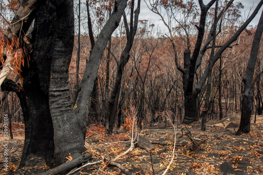 Fototapeta premium Australian bushfire aftermath: burnt eucalyptus trees suffered from firestorm