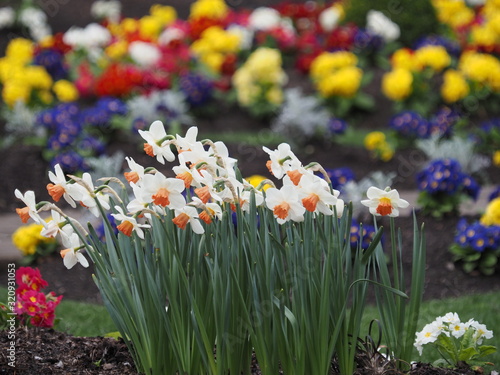 Daffodils bloom in the spring