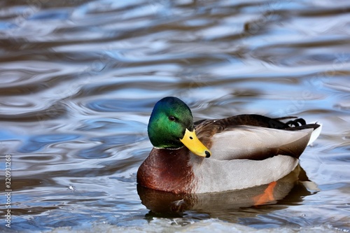 Mallard duck in winter.Natural scene from Wisconsin conservation area