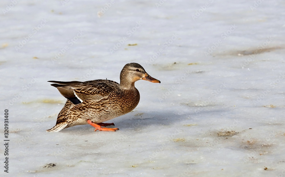 Mallard duck in winter.Natural scene from Wisconsin conservation area Mallard duck in winter.Natural scene from Wisconsin conservation area