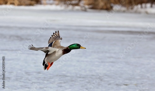 Mallard duck in winter.Natural scene from Wisconsin conservation area