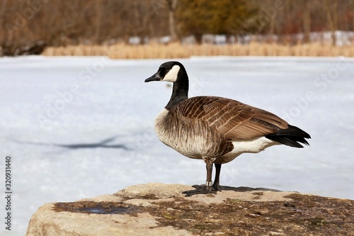 The Canada goose is a large wild goose species with a black head and neck, white cheeks, white under its chin, and a brown body. Native to arctic and temperate regions.