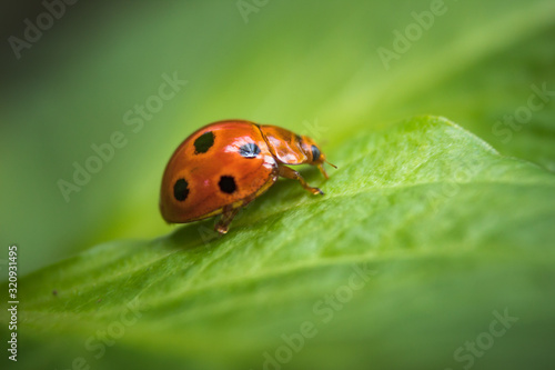 Closeup of cute ladybug sitting on green leaf flowers © Rizal Kuswandi