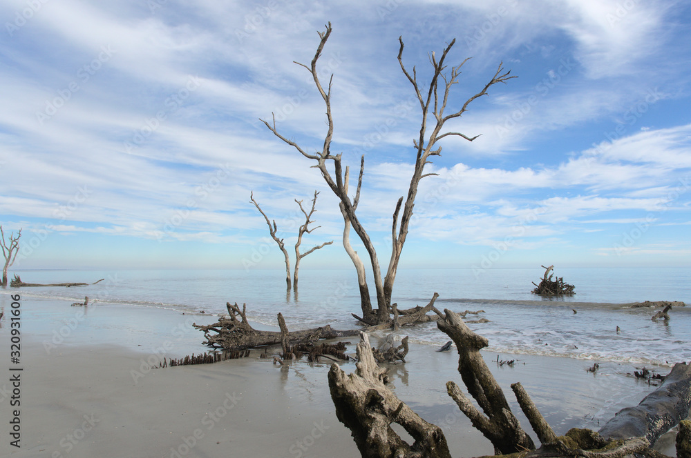Tree on the beach, Hunting Island, South Carolina