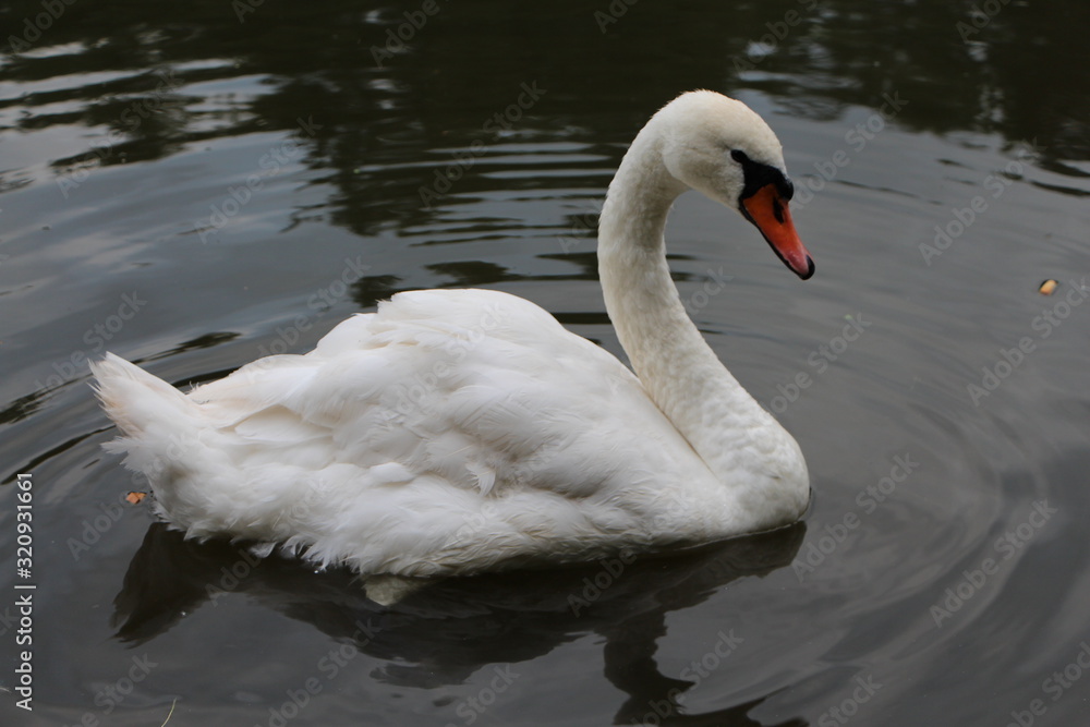 White swan on the water, closeup. White swan on the water, closeup.