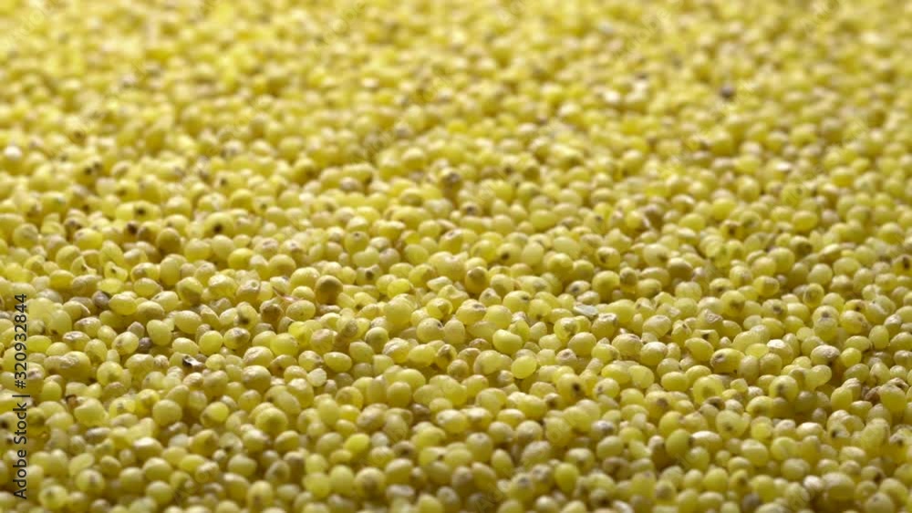 Full-frame of Millet grains. Proso Millet seeds in rotation Full-frame of Millet grains. Proso Millet seeds in rotation