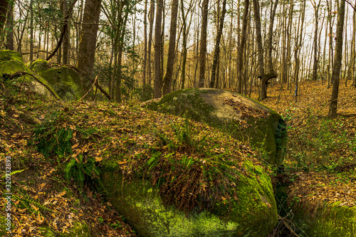 Fern Covered Boulders on a Forest Trail