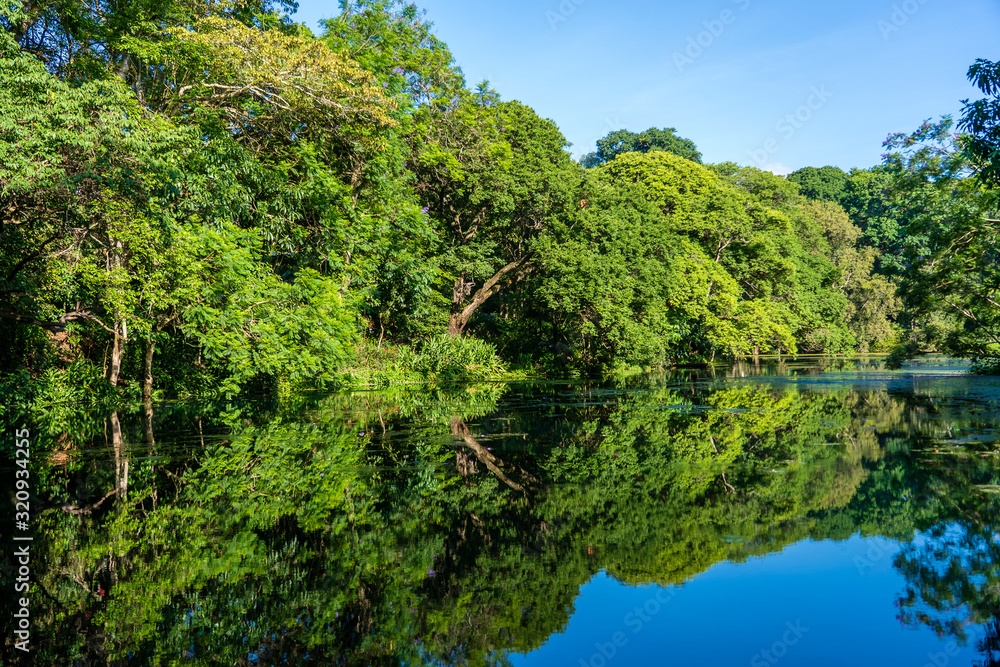 Tropical tree on a lake with reflection, Tanzania, Africa