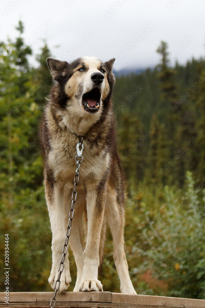 Alaska sled dog. Sled dogs were important for transportation in arctic areas, hauling supplies in areas that were inaccessible by other methods